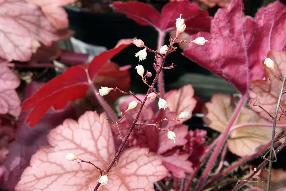 Tűzeső / Heuchera 'Georgia Plum'