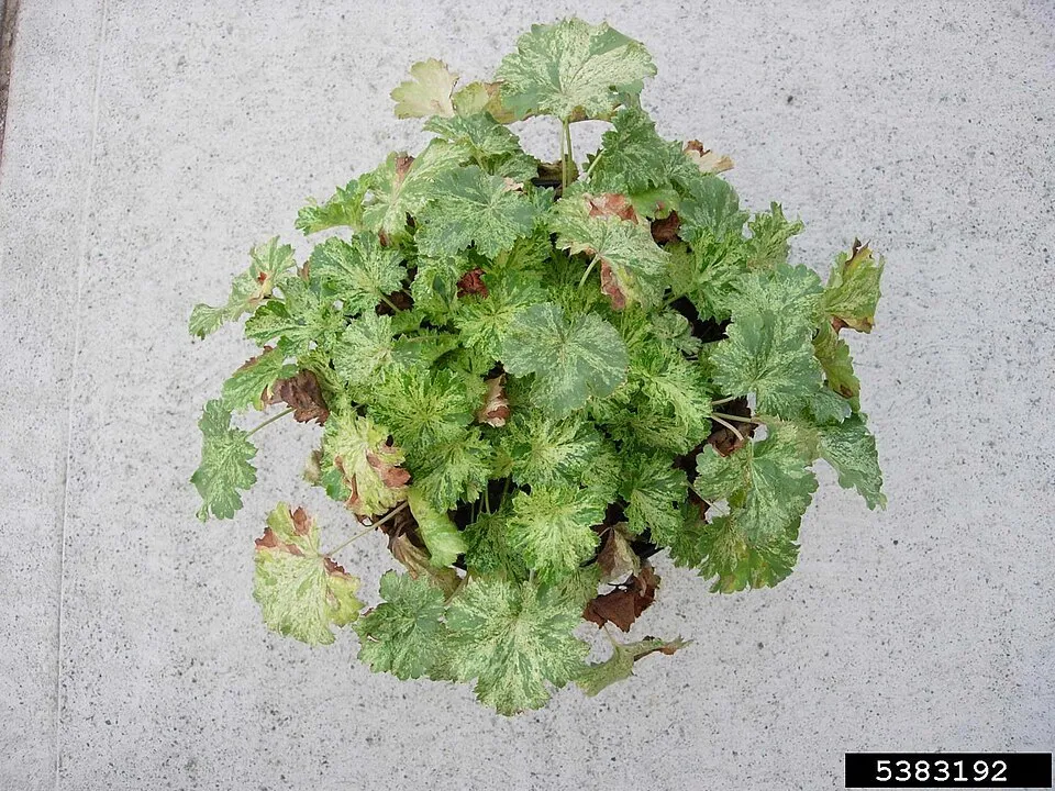 Tűzeső / Heuchera 'Georgia Plum'