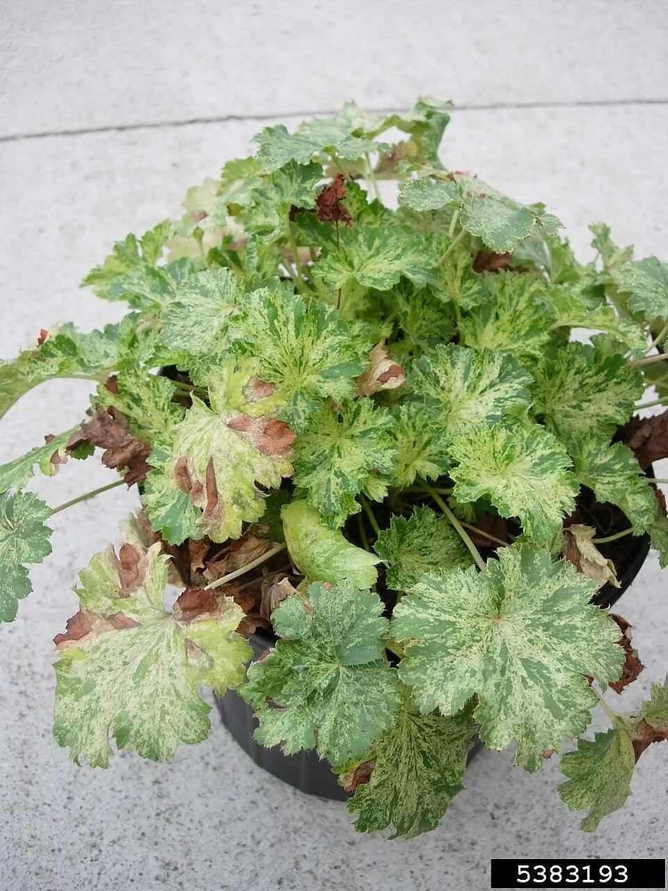 Tűzeső / Heuchera 'Georgia Plum'