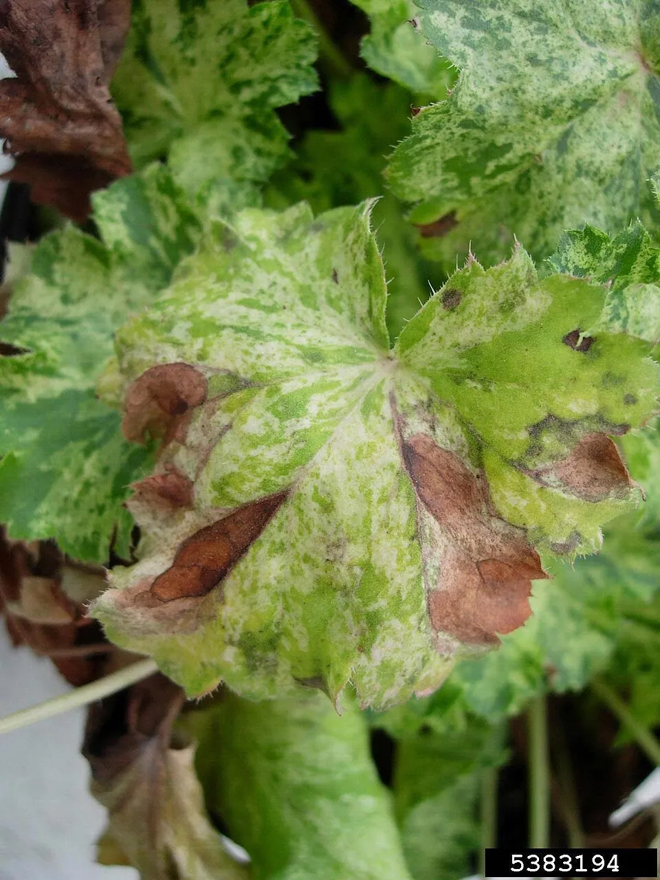 Tűzeső / Heuchera 'Georgia Plum'