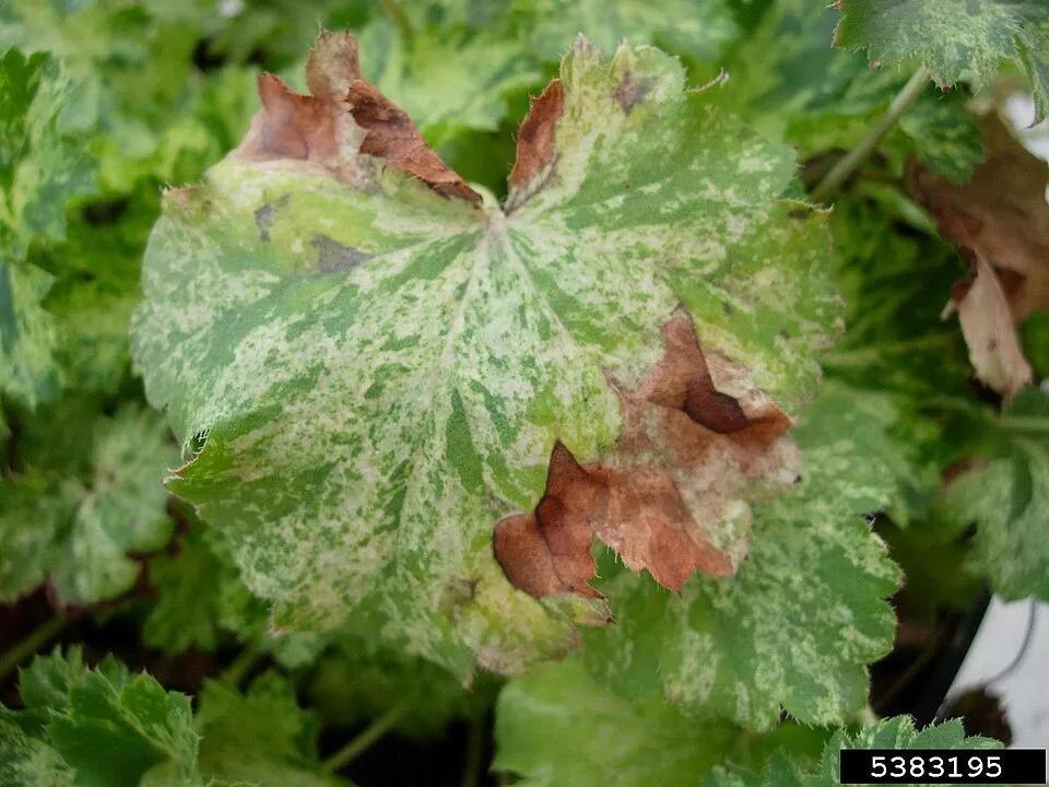 Tűzeső / Heuchera 'Georgia Plum'