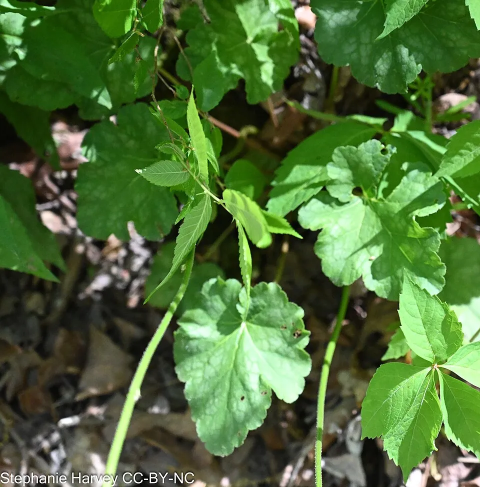 Tűzeső / Heuchera 'Georgia Plum'