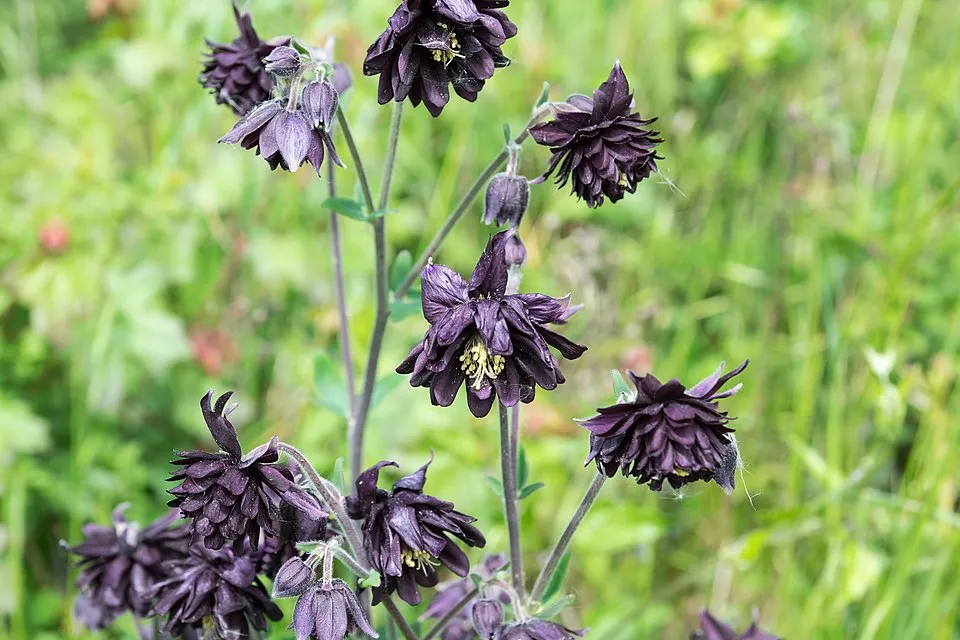 Réti harangláb / Aquilegia vulgaris 'Black Barlow'