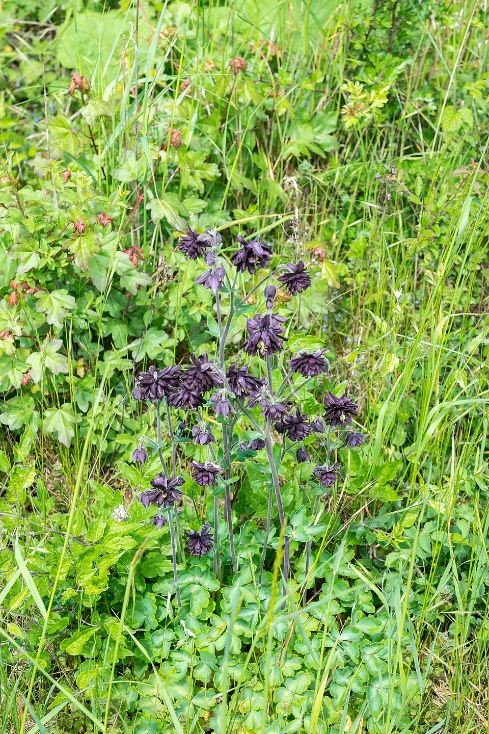 Réti harangláb / Aquilegia vulgaris 'Black Barlow'