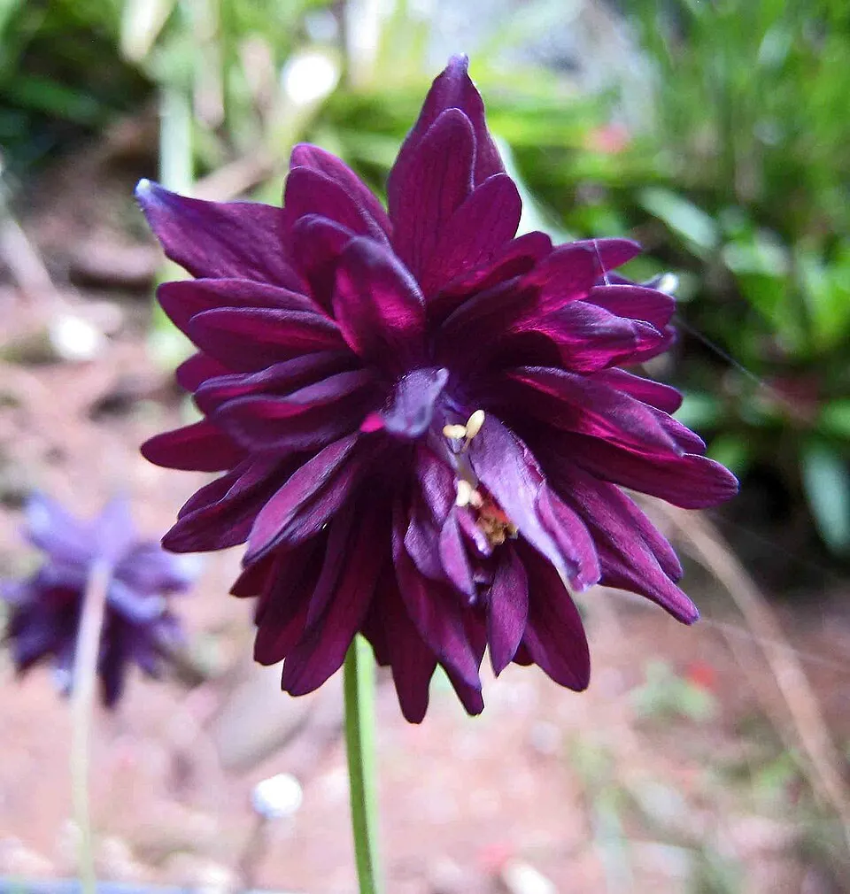 Réti harangláb / Aquilegia vulgaris 'Black Barlow'