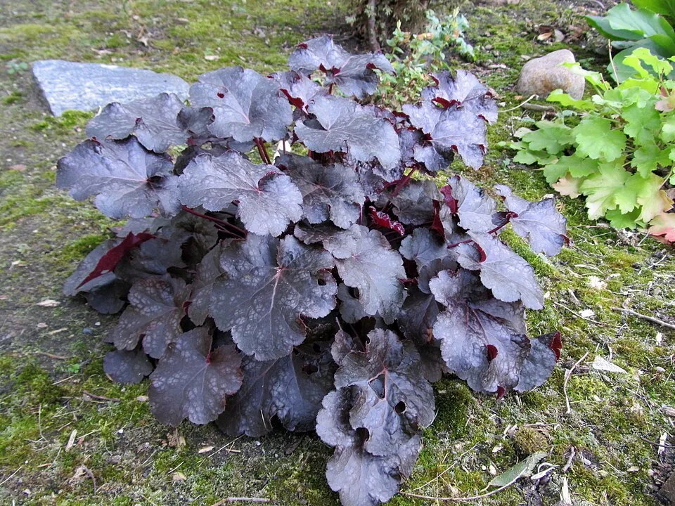 Tűzeső / Heuchera 'Lime Marmalade®'