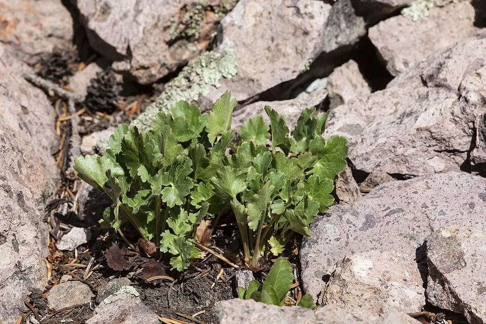 Tűzeső / Heuchera 'Miracle®'