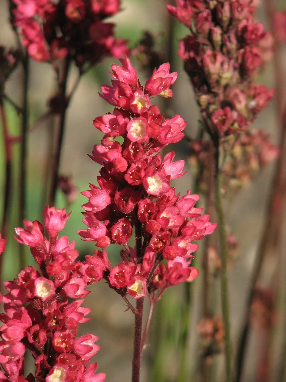 Tűzeső / Heuchera NORTHERN EXPOSURE 'Black'