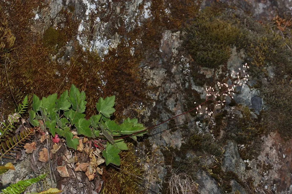 Tűzeső / Heuchera NORTHERN EXPOSURE 'Black'