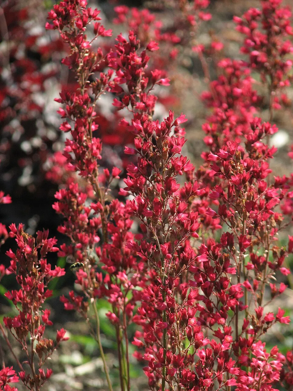 Tűzeső / Heuchera NORTHERN EXPOSURE 'Silver'