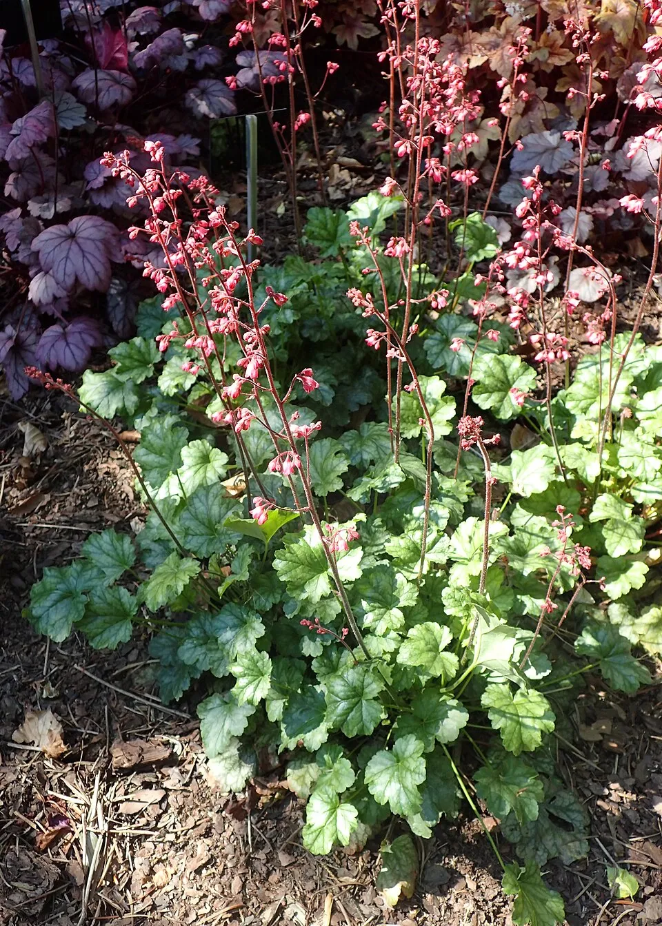 Tűzeső / Heuchera 'Paris'