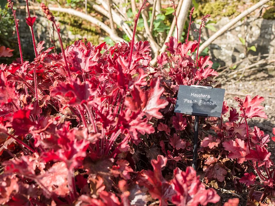 Tűzeső / Heuchera 'Peach Smoothie®'
