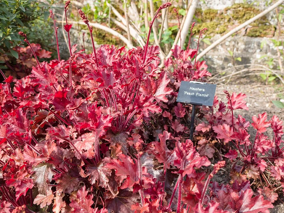 Tűzeső / Heuchera 'Peach Smoothie®'