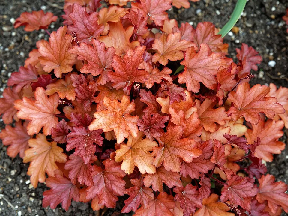 Tűzeső / Heuchera 'Peach Smoothie®'