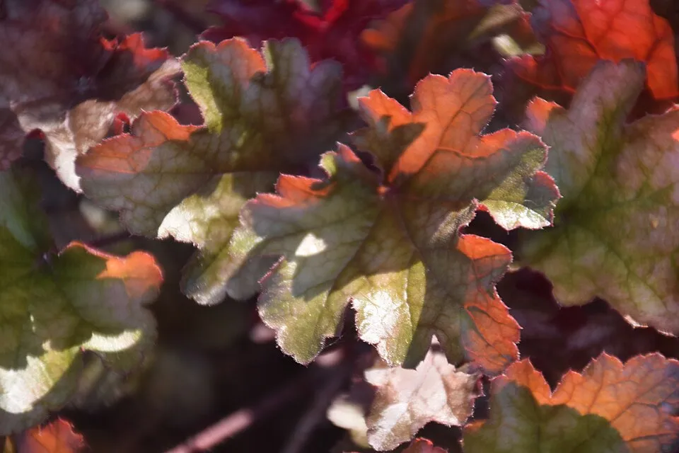 Tűzeső / Heuchera 'Peach Smoothie®'