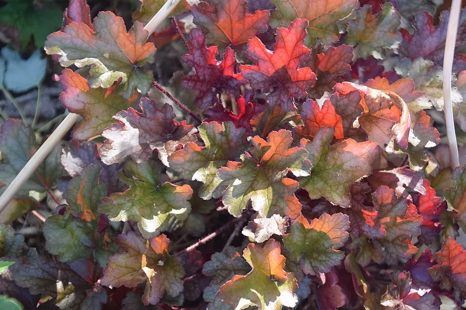 Tűzeső / Heuchera 'Peach Smoothie®'