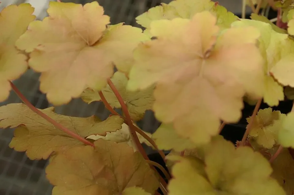 Tűzeső / Heuchera 'Peach Smoothie®'