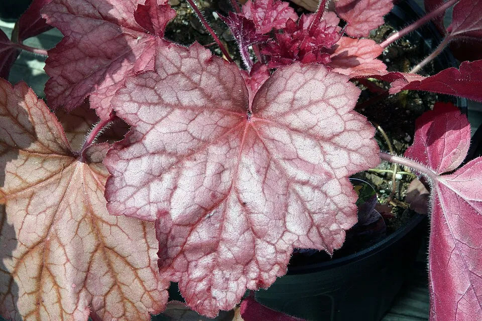 Tűzeső / Heuchera 'Peach Smoothie®'
