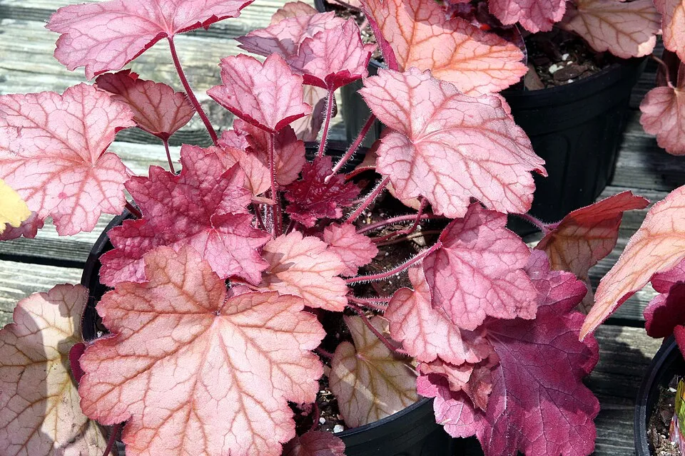 Tűzeső / Heuchera 'Peach Smoothie®'