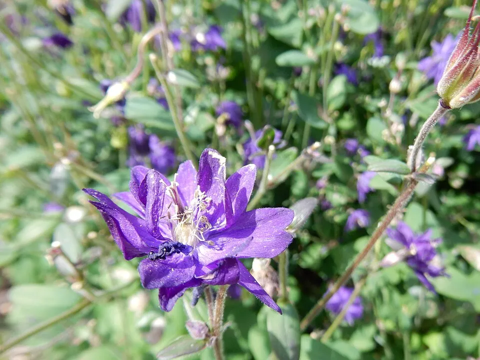 Réti harangláb / Aquilegia vulgaris 'Blue Barlow'