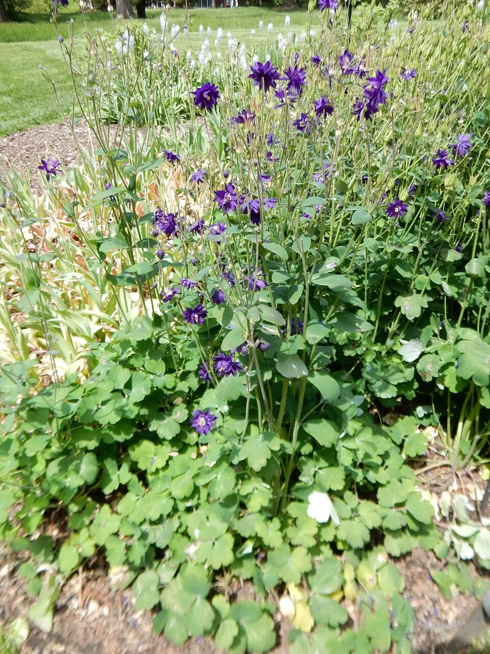 Réti harangláb / Aquilegia vulgaris 'Blue Barlow'