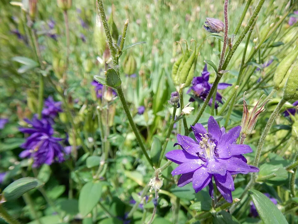 Réti harangláb / Aquilegia vulgaris 'Blue Barlow'