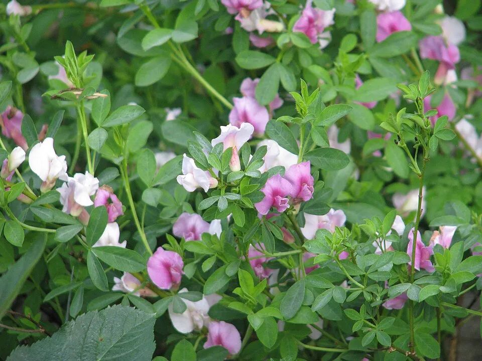 Tűzeső / Heuchera 'Purple Petticoats'