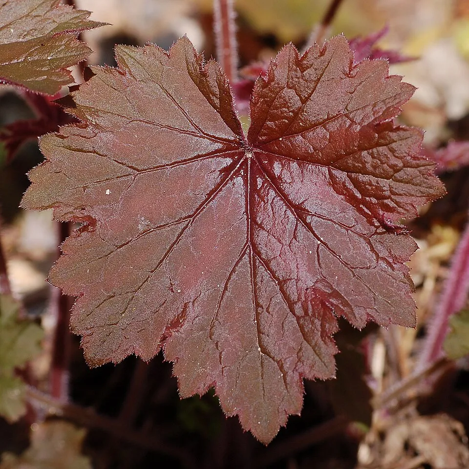 Tűzeső / Heuchera 'Purple Petticoats'