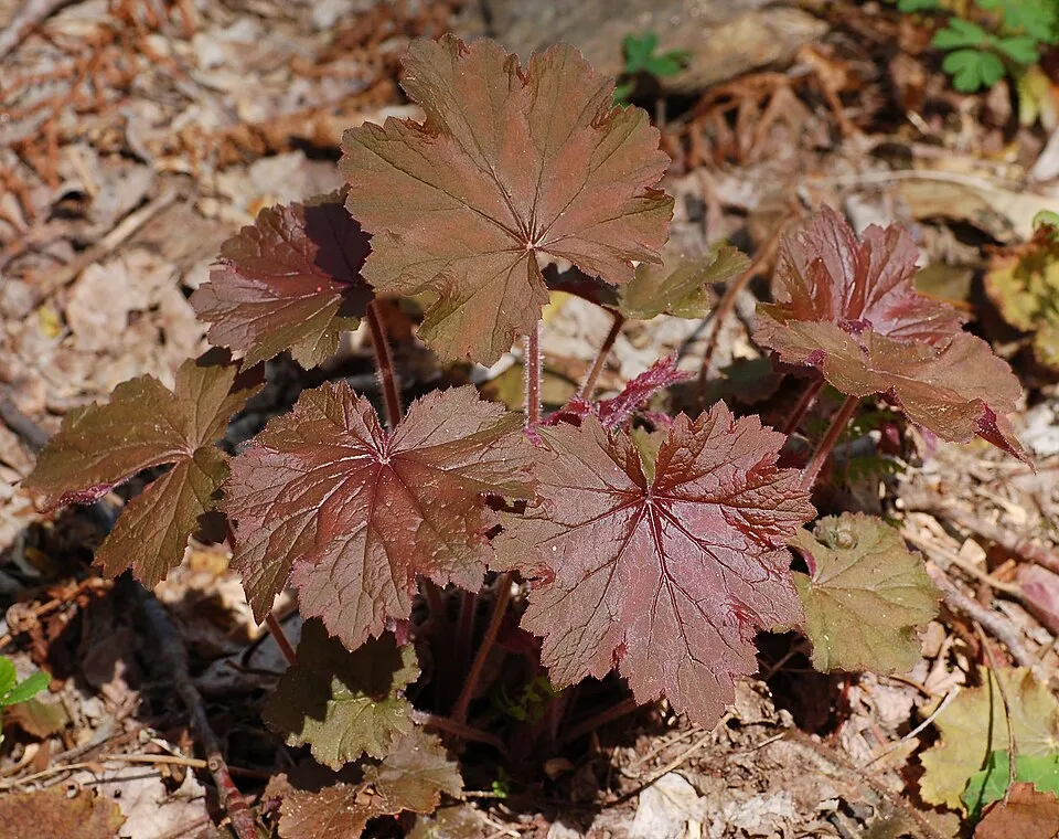 Tűzeső / Heuchera 'Purple Petticoats'