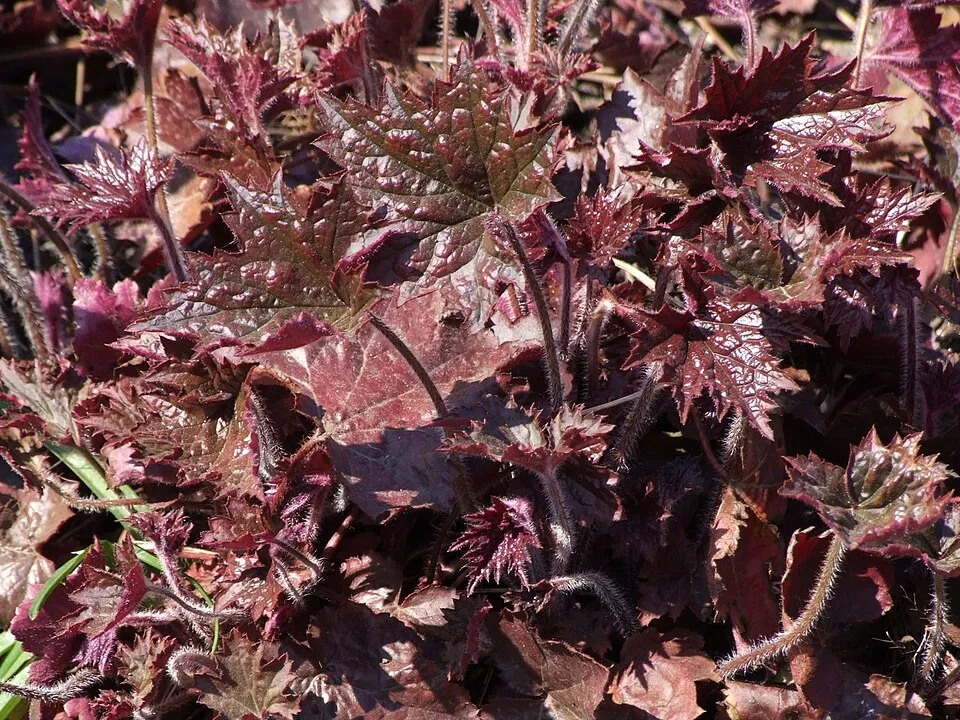 Tűzeső / Heuchera 'Purple Petticoats'