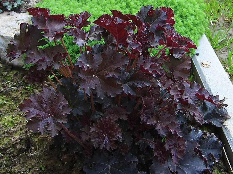 Tűzeső / Heuchera 'Purple Petticoats'