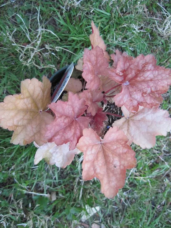 Tűzeső / Heuchera 'Red Lightning'