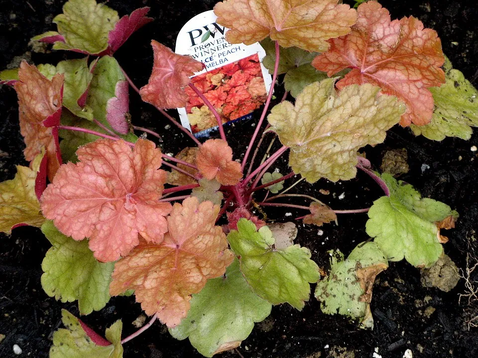 Tűzeső / Heuchera 'Red Lightning'