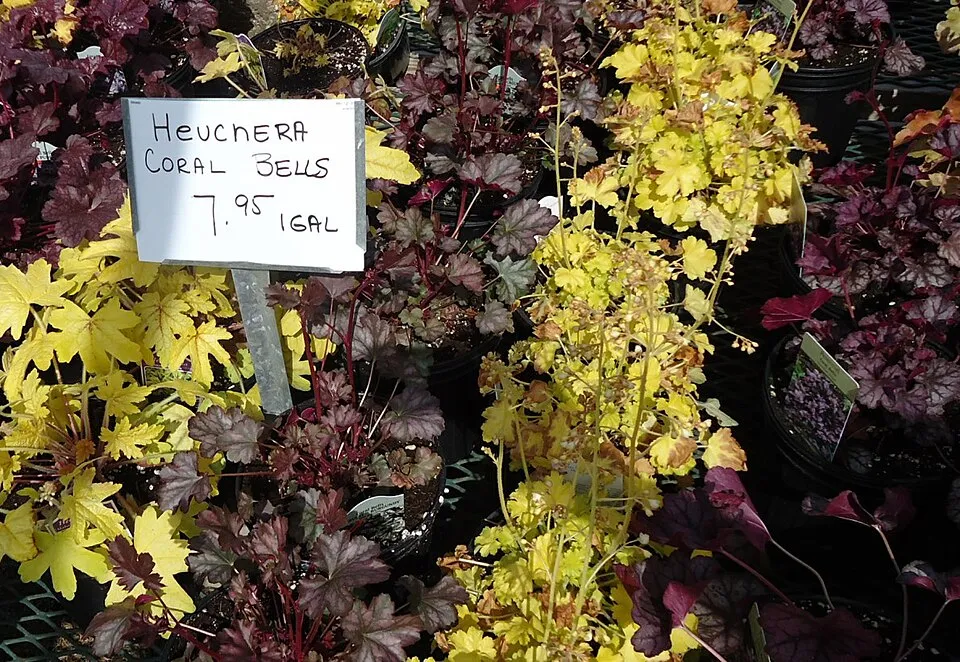 Tűzeső / Heuchera REX® 'Lime'