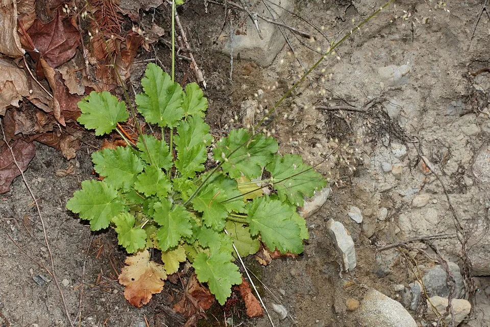 Tűzeső / Heuchera 'Wildberry'