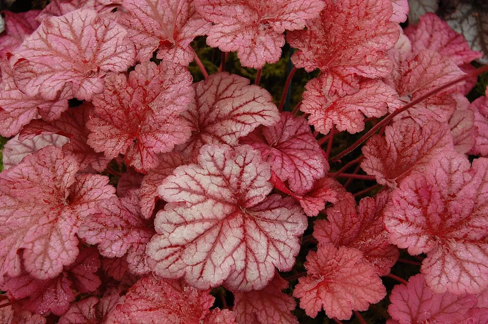 Tűzeső / Heuchera WORLD CAFFE® 'Shakerato'
