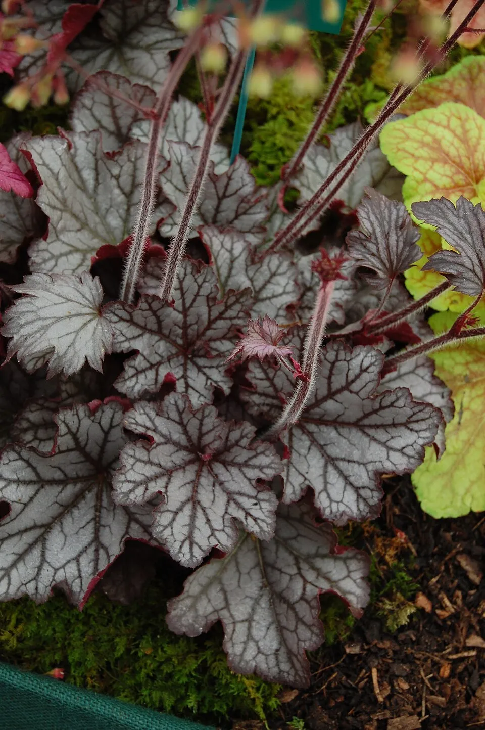 Tűzeső / Heuchera WORLD CAFFE® 'Shakerato'
