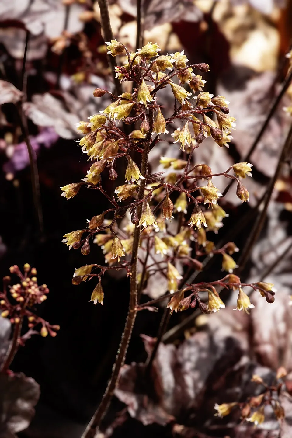 Tűzeső / Heuchera WORLD CAFFE® 'Shakerato'