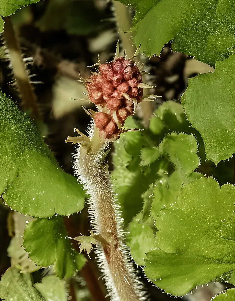 Tűzeső / Heuchera WORLD CAFFE® 'Shakerato'