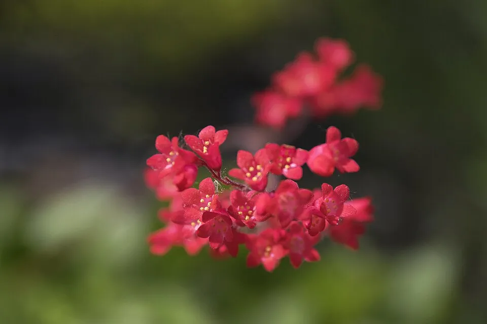 Vérvörös tűzeső / Heuchera sanguinea 'Leuchtkäfer'