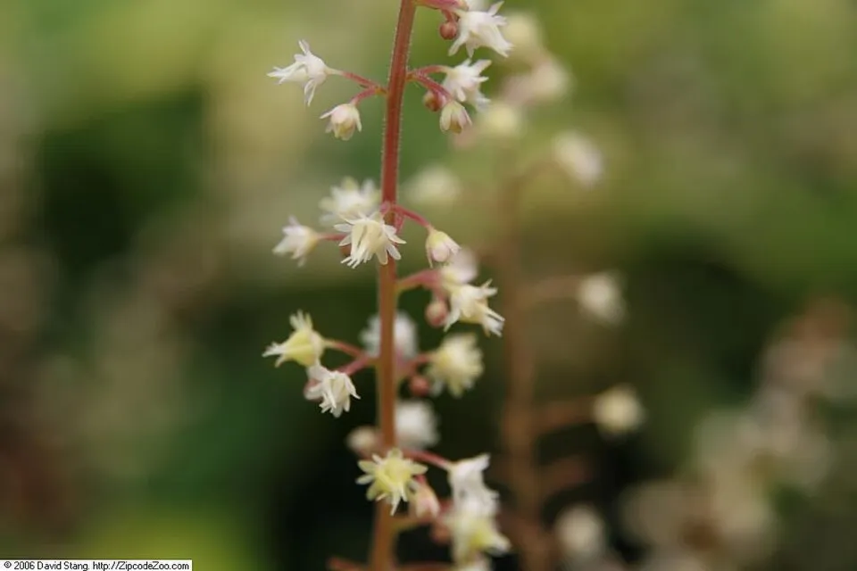 Turbáncső / Heucherella (×) 'Stoplight®'