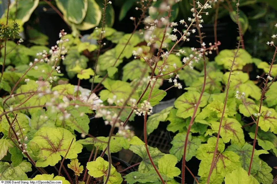 Turbáncső / Heucherella (×) 'Stoplight®'