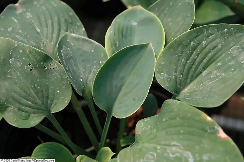 Árnyékliliom / Hosta 'Blue Cadet'