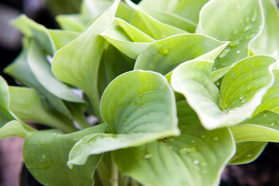 Árnyékliliom / Hosta 'Blue Cadet'