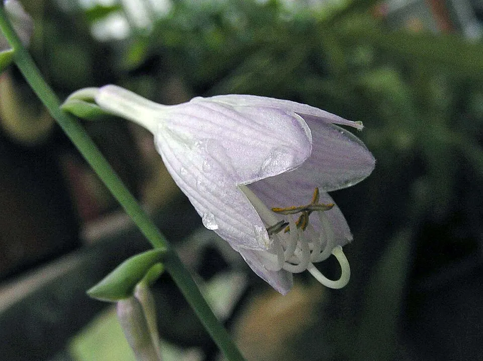Árnyékliliom / Hosta 'Blue Cadet'