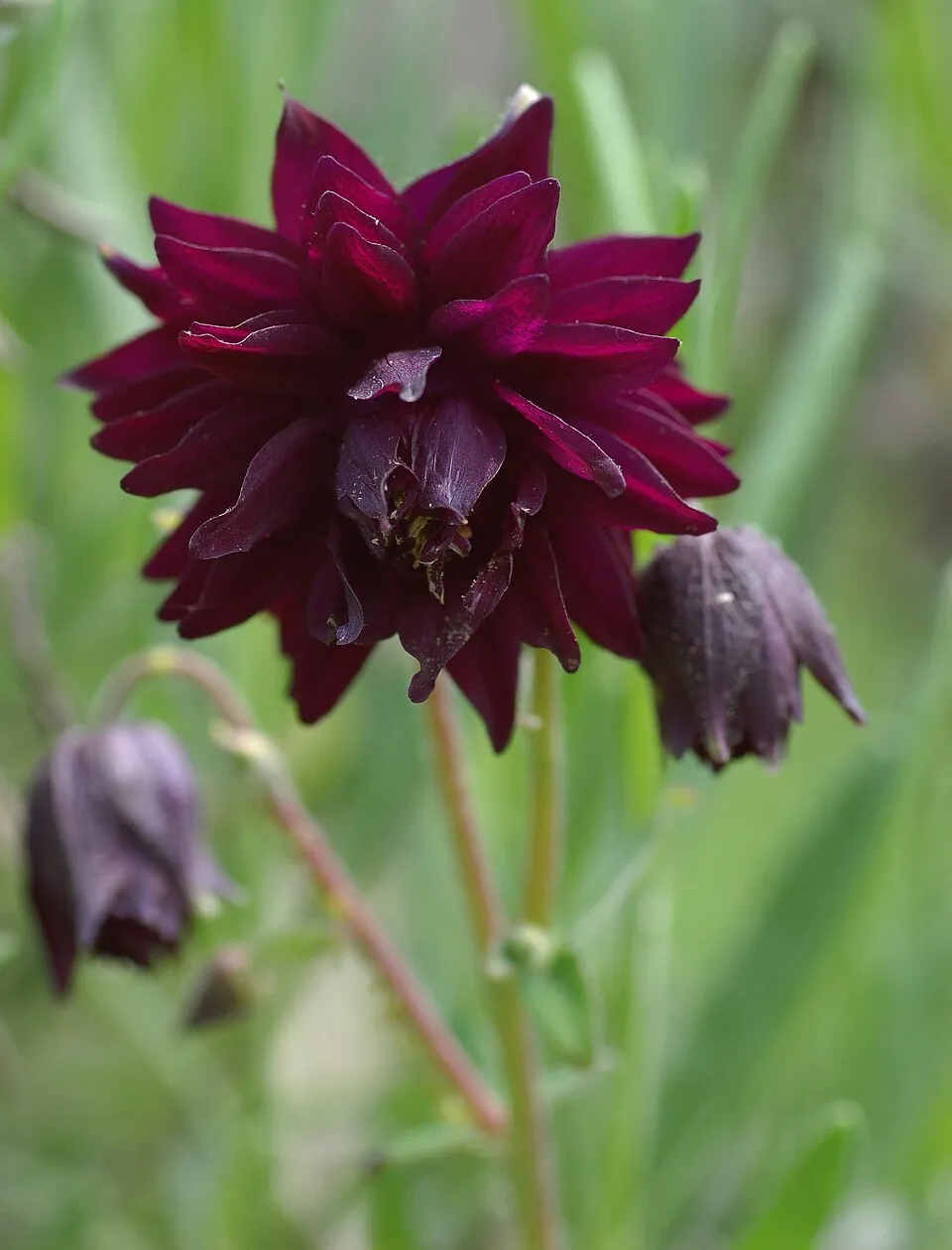 Réti harangláb / Aquilegia vulgaris 'Green Apples'