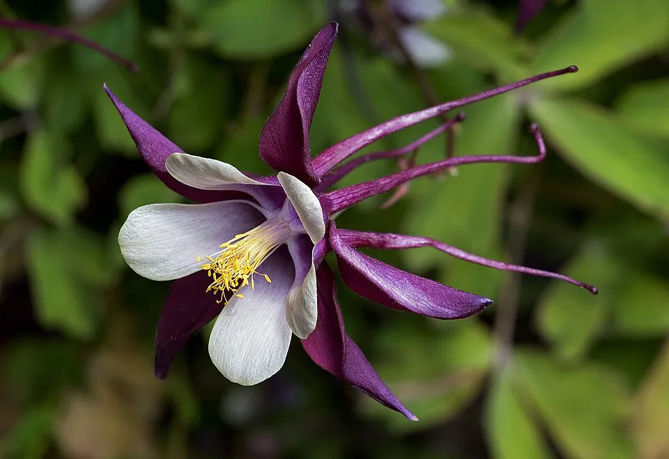 Réti harangláb / Aquilegia vulgaris 'Green Apples'