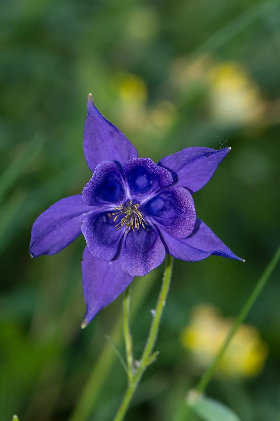 Réti harangláb / Aquilegia vulgaris 'Green Apples'