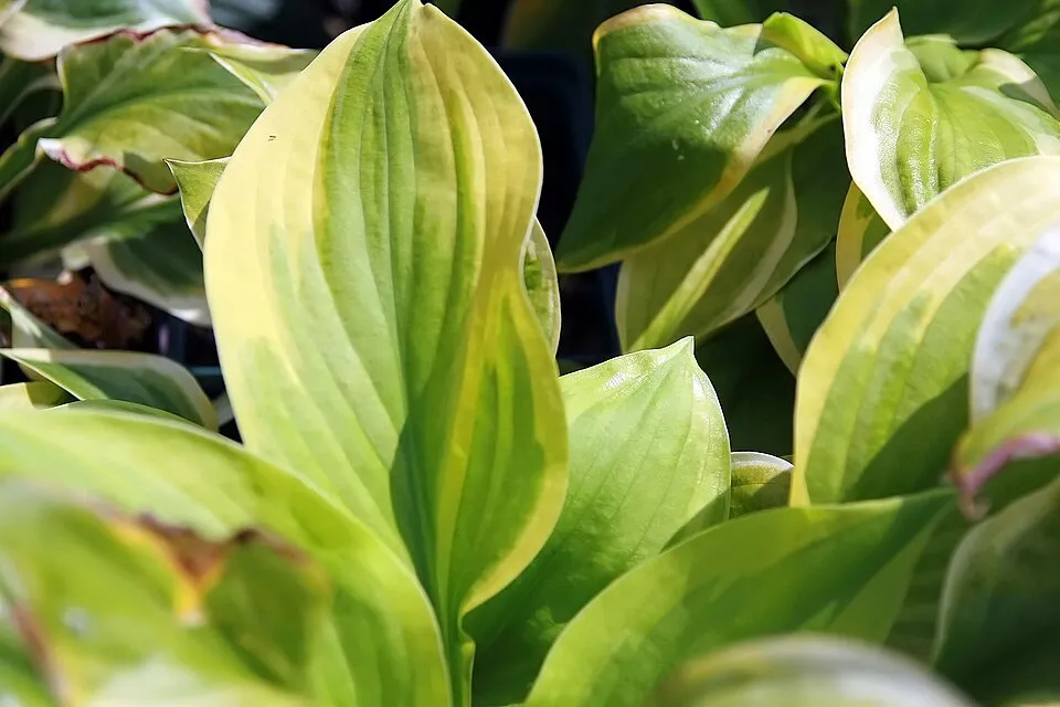 Árnyékliliom / Hosta 'Dancing Queen'