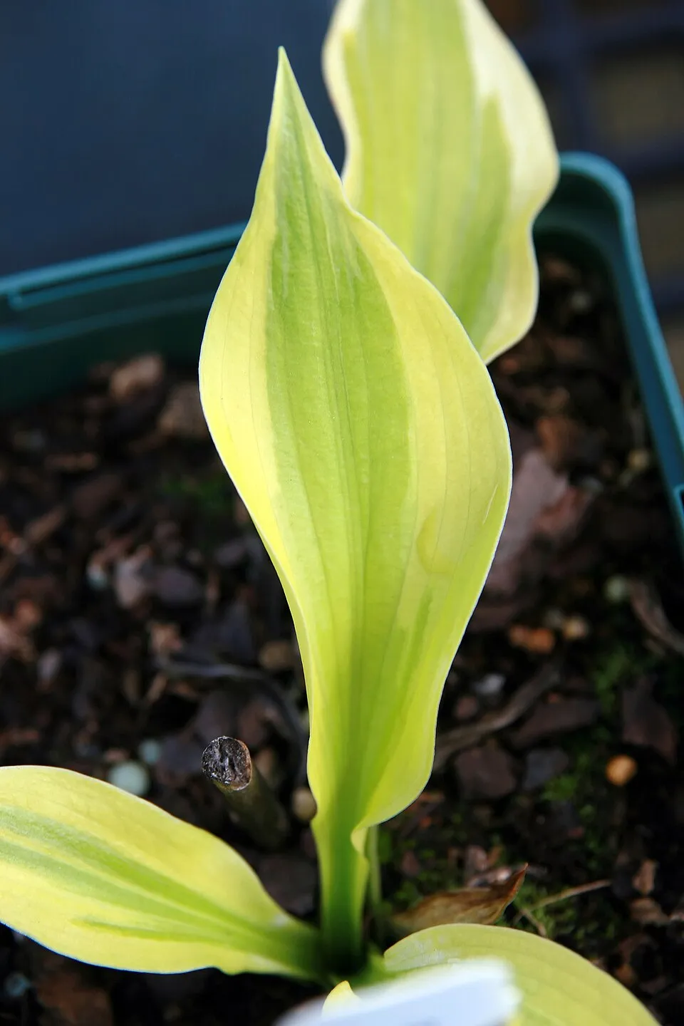 Árnyékliliom / Hosta 'Dancing Queen'